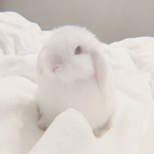 coniglietto, caro coniglio, i conigli sono bianchi, gli animali sono carini