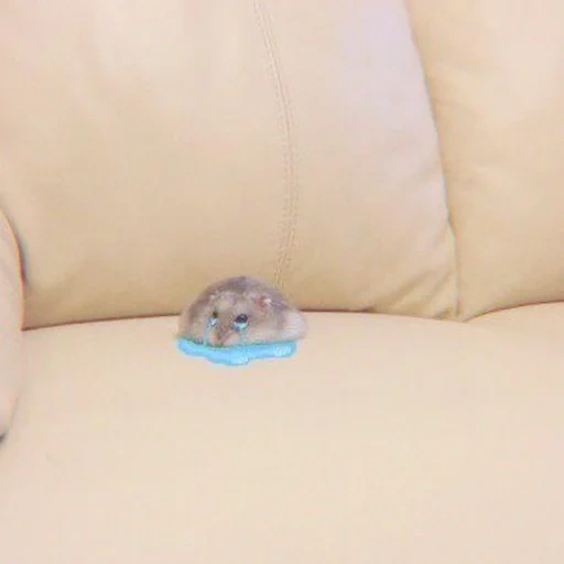 hamster, les animaux sont mignons, le hamster est drôle, les animaux sont drôles, petits animaux