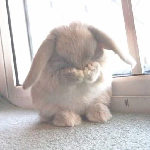coniglio, rabbit baran, la lepre è triste, bunny triste, coniglio triste