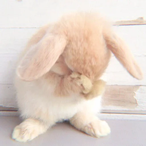 rabbit, catherine, bunny is sad, a sad bunny, sad rabbit
