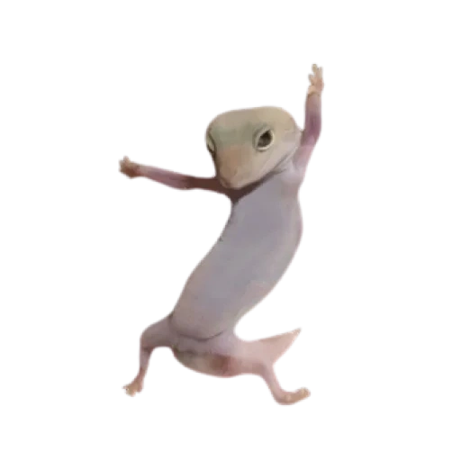 gecko, haeckon meme, haeckon dances, eublefar haeckon, little eublefar