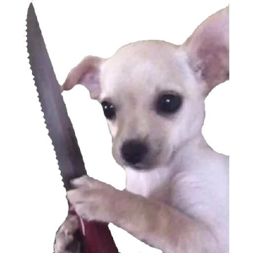 chihuahua, the dog with a knife, chihuahua meme, chihuahua with a knife