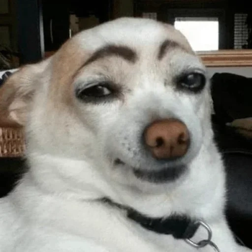 brack dog, painted dog, the dog with black eyebrows, the dog with black eyebrows, the dog painted eyebrows