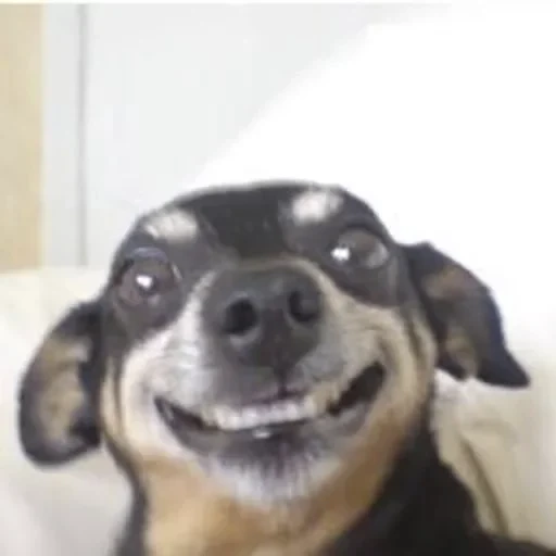 dachshund meme, dachshund, sorriso de cachorro, o cachorro sorri desajeitadamente, quando alguém explicou