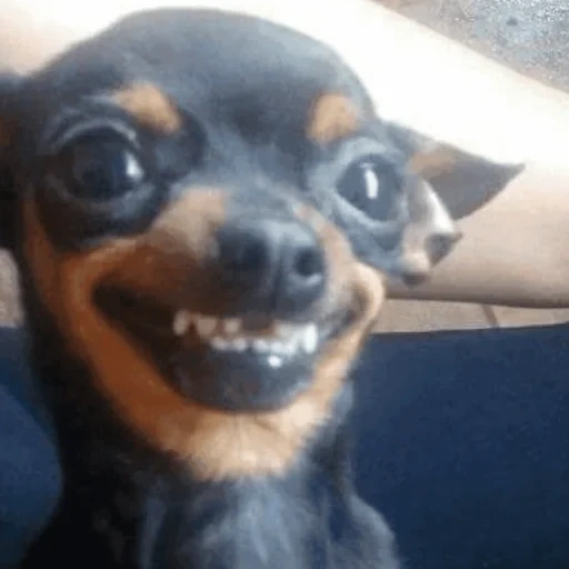 chihuahua, pincher's meme, the dog is funny, funny animals, chihuahua is funny