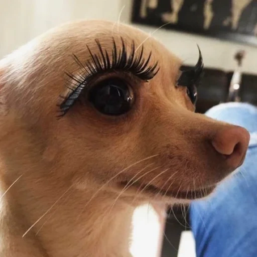 big eyelashes, funny eyelashes, the dog with eyelashes, the dog with long eyelashes, unsuccessfully extended eyelashes