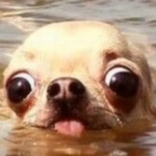 lelucon mumu, hewan lucu, chihuahua sedang berenang, nada binatang yang lucu, seekor anjing dengan mata menonjol