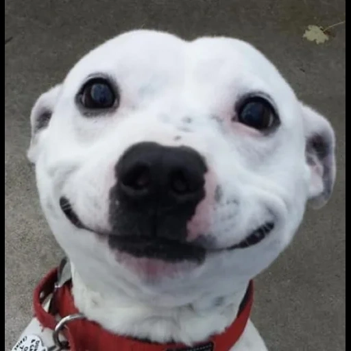 these are dogs, der lächelnde hund, der hund ist fröhlich, der lächelnde hund, perro grande meme von guter qualität