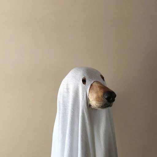 animals, spooky doge, the animals are cute, the dog is a hood, funny animals