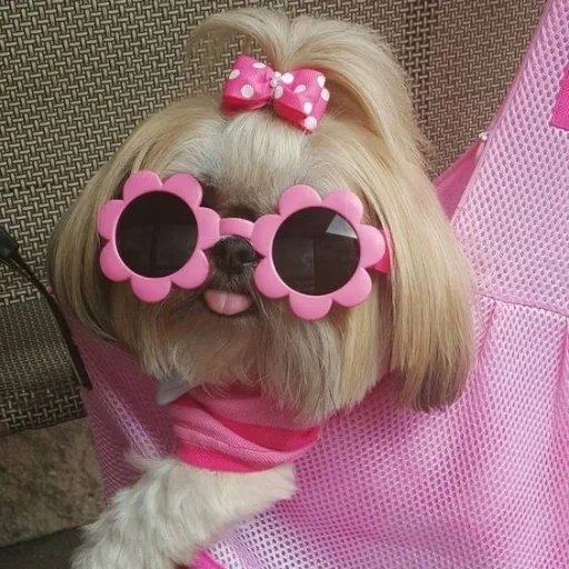 shi tzu, puppies shi tzu, shi tzu dog, dog with a wig, fashionable dogs