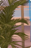 palm tree, fundo de palmeira, palmeira hawthorne, plantas domésticas, le chateau mall jeddah tahlia street