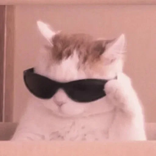 gatto, meme gatto cool, il gatto con un meme con gli occhiali
