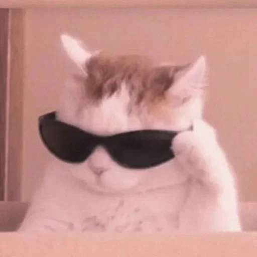 die katze, coole katze meme, katzenbrille meme