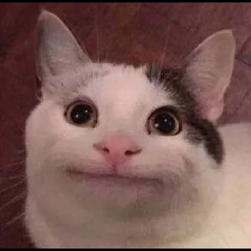 meme de gato, pop de gato, gato educado, el gato es una sonrisa, los lindos gatos son divertidos