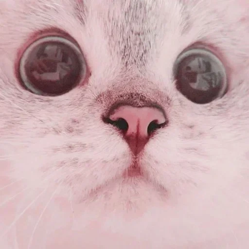 cat, lovely seal, a lovely animal, cute cat meme, nana cat express