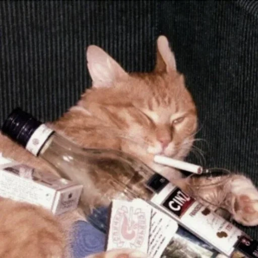 cat, drunk cat, alcoholic cat, cigarette cat, toy drunken cat
