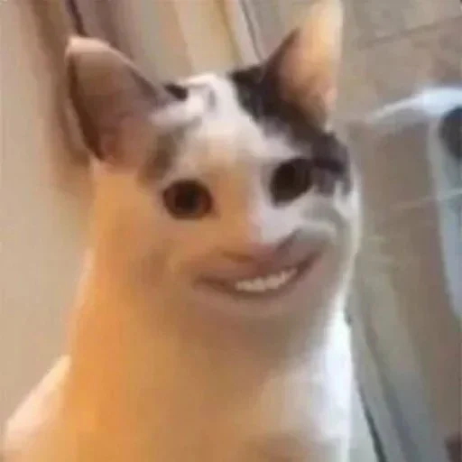 cat meme, smiling-faced cat, smile meme, cat smile meme, meme cat smiles