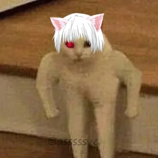 katze, katzenmeme, meme cat pitching, mem white cat, die katze mit einem meme