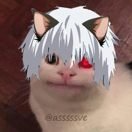 katze, katzenmema, katze im inneren, krüppeln ken, cat tokyo ghoul