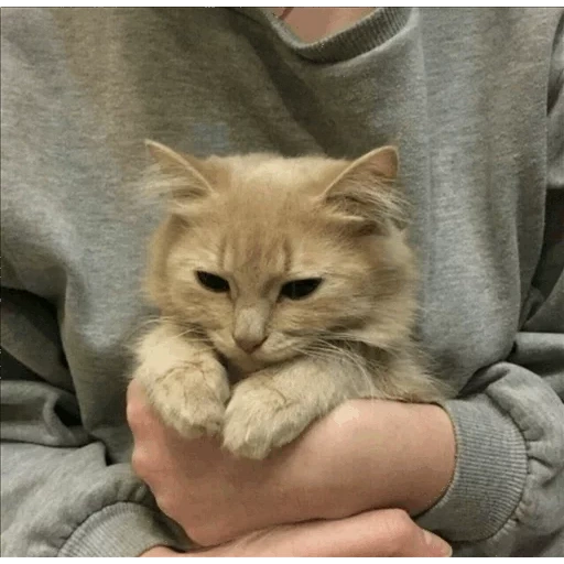 gato, selo, gatinho, falcões fofos, estética gatinho