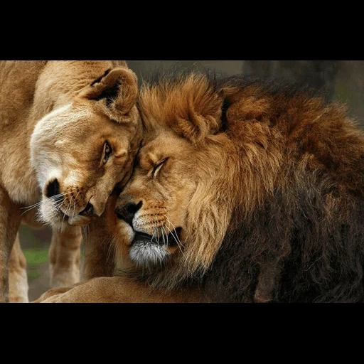 a lion, leo lioness, levy lioness, leo lioness love, leo lioness tenderness