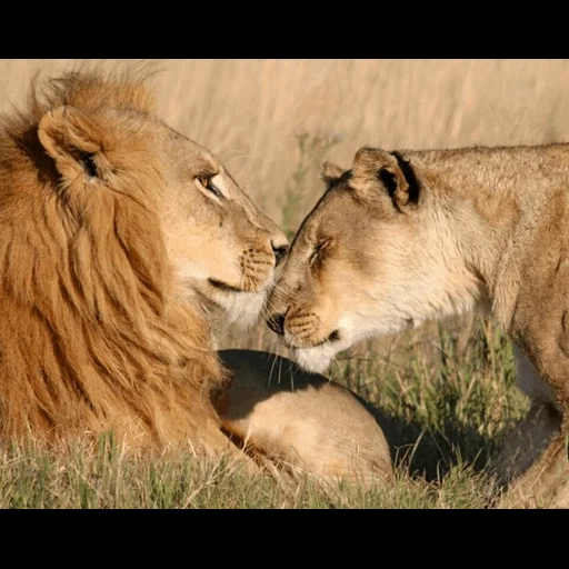 pareja de leones, leo liones, leo liones love, leo liones milot, lev lioness lion city family