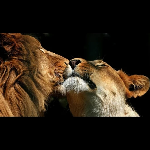 лев, львица, обой лев, лев львица, лев львица любовь