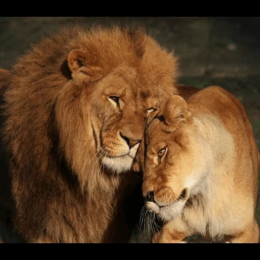 singa betina, lion lion, singa betina singa, lion of the animal, lion mother lion love