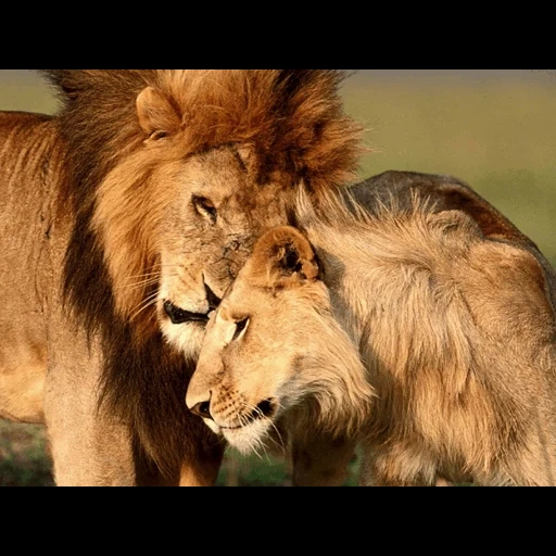kazakistan, leone diventa una leonessa, leone leonessa amore, milotta la leonessa leonessa, la leonessa leonessa tenerezza