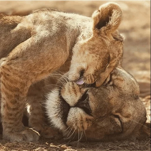 doucement, l'amour de la mère, lionne et lionne, l'amour des animaux, animaux joyeux