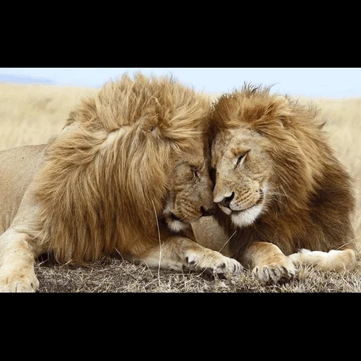 un leon, león, leo león, leones amor, leonas leonas
