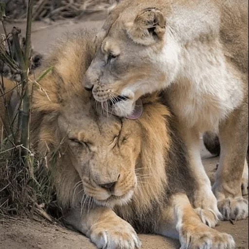 pasangan leo, singa betina singa, cinta singa, singa betina singa bersama-sama, lion mother lion love