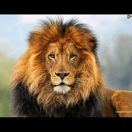 lion, lion lion, face de lion, animal lion, le lion est le roi des bêtes
