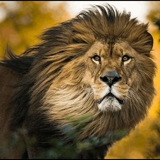 leone, leone leone, bella leone, leone animale, foto del leone