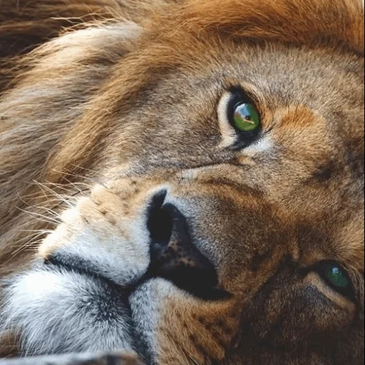 leone, leone leone, faccia di leone, l'occhio del leone, leone animale