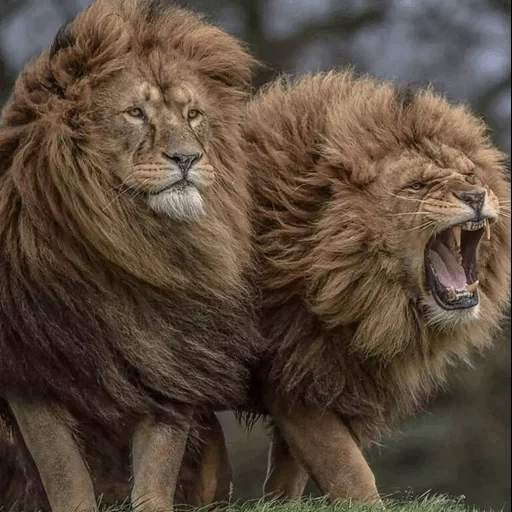 un leon, león, aslan, leo león, animales leo