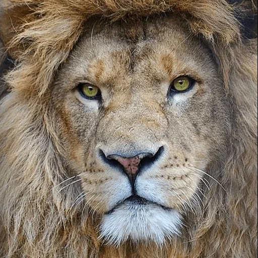 lion, lion lion, face de lion, tête de lion, portrait de lion