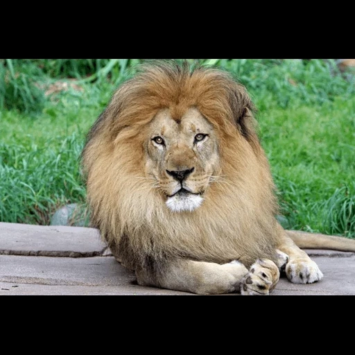 um leão, leo lion, leo da crina, barbary lion, animais leo