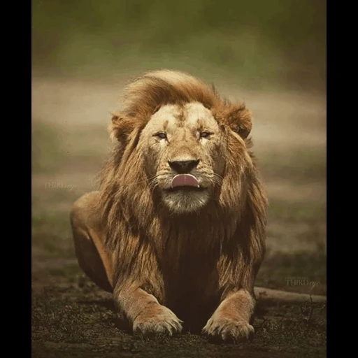 um leão, trevas, leo lion, o leão que ruge, animais leo