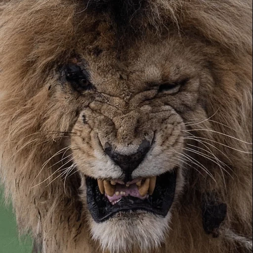 a lion, leo lion, evil leo, leo grin, king of beasts