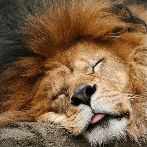 leo da crina, o focinho do leão, leão dormindo, leões dormindo, animais adormecidos