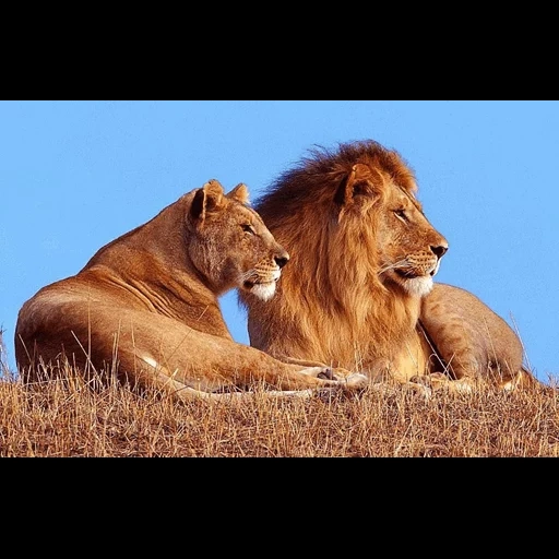 un leon, leo león, leo liones, ciudad de leo lioness lions, lev liones de buena calidad