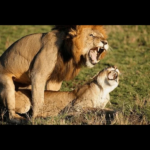 la leonessa leonessa, la leonessa seduta sul leone, accoppiamento leonessa leonessa, leonessa dopo l'accoppiamento