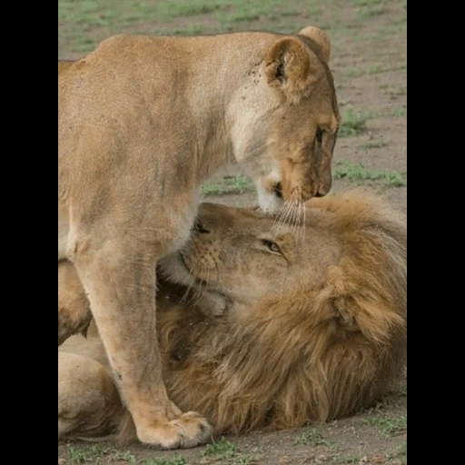 lioness, leo lioness, leo lioness together, leo lioness love, elephant lioness lhenkom