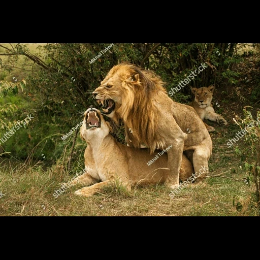 a lion, blue eyes, leo with blue eyes, leo lioness mating, lions make love