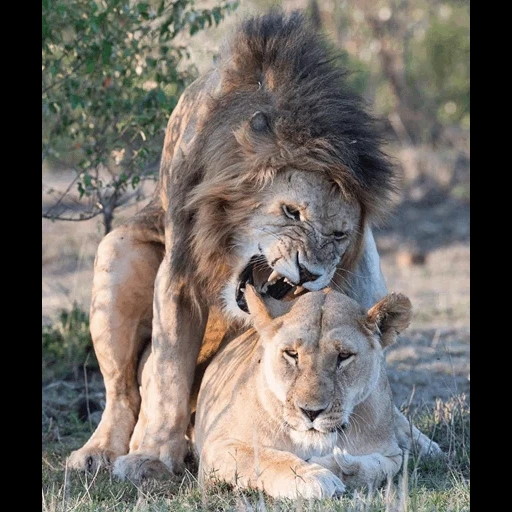 львы пара, лев львица, леви львица, лев львица любовь, львица целует льва