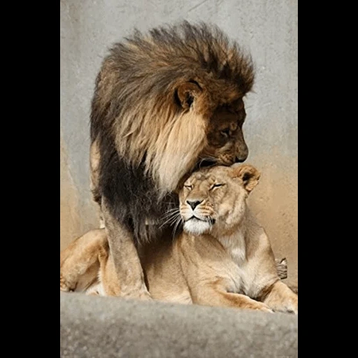 leo liones, leo liones juntos, leo liones love, leo liones milot, leo protege a su leona