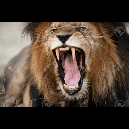 un leon, leo sonre, el león rugiente, leo abre boca, métodos de registro de mordedura