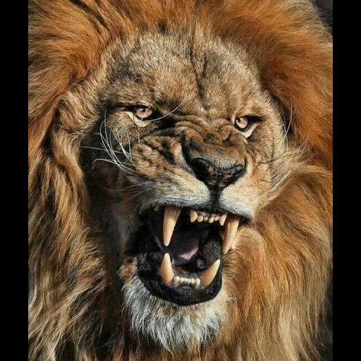 lion, le lion en colère, le lion sourit, tête de lion, le lion brille avec réalisme
