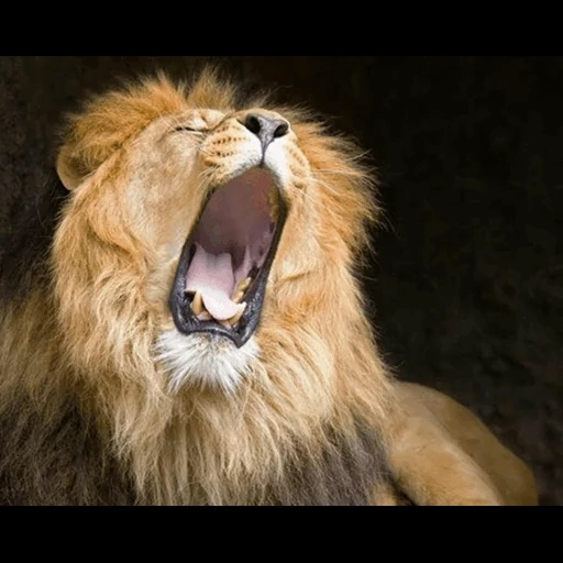 um leão, ryk leo, boca de leo, leão bocejando, leo boca aberta